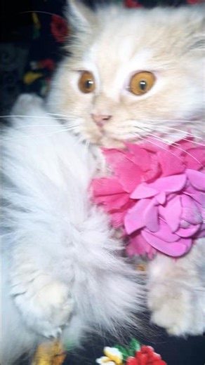 #roblox #cute #song #music #funny #cat #animallife #cutecats #prettycat #kitten #kitty #trending