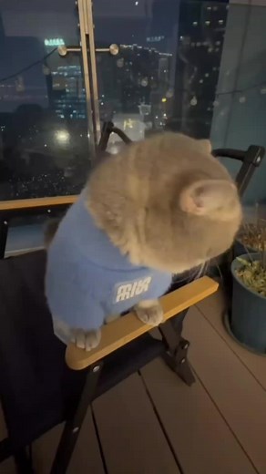 Cat Side Eye Compilation: Funny Moments Caught on Camera