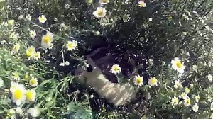 Ferret hunting rabbit and feeds his babies