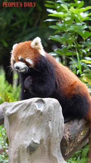 Nothing can stop a foodie from eating! Fluffy red panda Peipei was captured enjoying every bite of its apple at Guangzhou Zoo in south China's Guangdong Province. | People's Daily, China