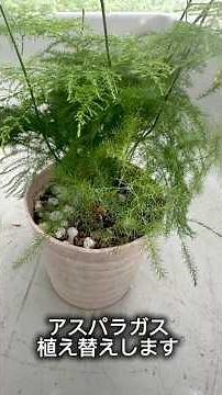アスパラガスを植え替えました #plants#アスパラガス#植え替え#観葉植物インテリア