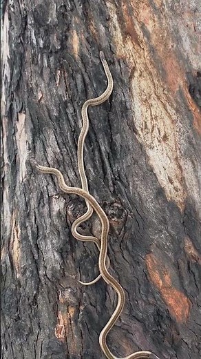 "Watch Two Snakes Climb a Tree – An Incredible Moment in Nature!"