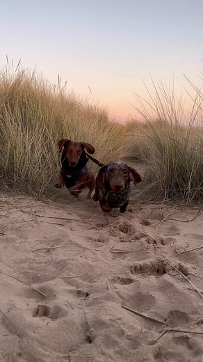 We are coming! #doglove #runningdogs #squadgoals #dogsoftiktok