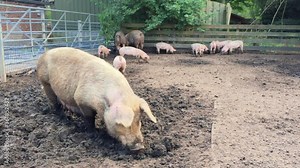 Pig farm. Pig is digging in the mud. Pigs outdoors in dirty farm field. Concept growing organic food