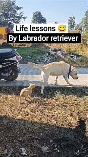 Funny Labrador Day - 3 😂 #dog #dogs #funnydog #funnyvideo