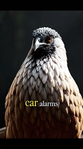 The Bird That Imitates Chainsaws