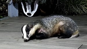 9.9K views · 3.4K reactions | Not a day goes by that I don’t think about Mr Lumpy, I miss him so much. He was a heart melter especially when he was so relaxed that he had a snooze in front of me 說❤️ | Mr Lumpy & Friends. | Facebook