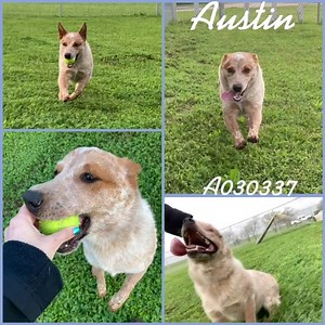 Austin is an energetic and playful 1Y 6M old Australian Cattle Dog. Cattle Dogs are very intelligent and active. They love to “have a job,” and be challenged. They’re active and excel at chasing. They’re also loyal and very smart! Austin embodies all these Cattle Dog traits! He already knows how to sit on command...though he’s usually so excited that he won’t hold it very long. He also loves to run - especially if he’s chasing after a ball. We’re still working on the bringing it back part of fet