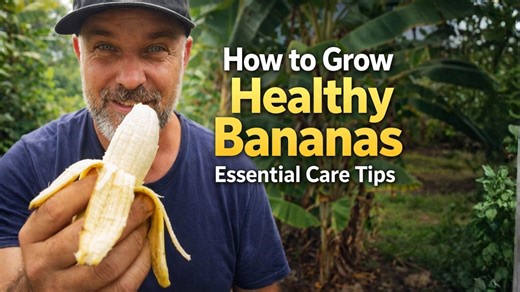 How to grow healthy bananas: essential care tips