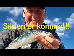 Silden er kommet!