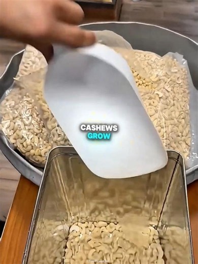 This is why cashews cannot be eaten straight from the tree and need heavy processing ❤️