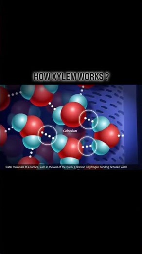 How Xylem work #neet #lifescience #neet2026 #biology #science #neet #csirnet #csir