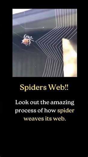 The Orb Weaver — Nature’s Silent Web Artist