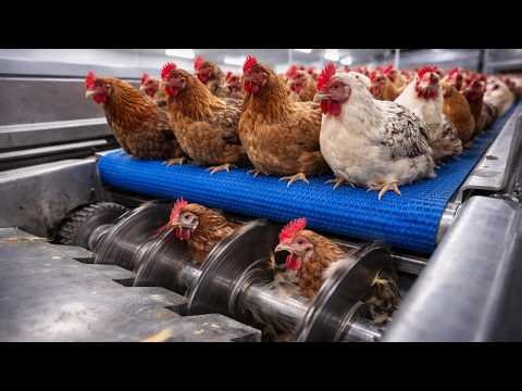 No One Tells You This About Chicken Farming (Complete Process Revealed)