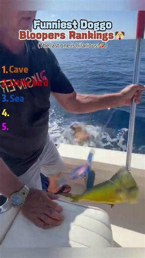 #shorts #funnycatsvideos #memes #dog