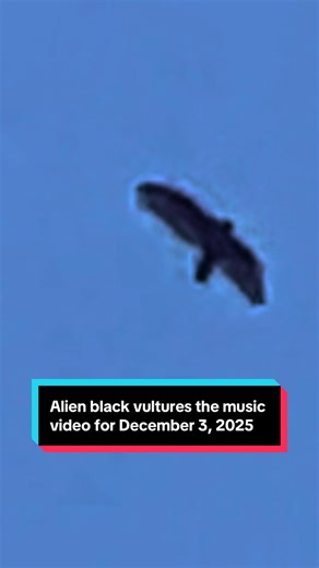 Every day we record the alien birds around us in St. Lucie County Florida today is December 3, 2025 see the alien bird playlist below for more information. These are black vultures they are highly intelligent and beautiful #black vultures#vultures#aliens#ufo#alien birds
