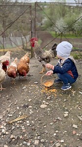 O dimineață liniștită cu găinile mele 👩‍🌾 #romania #copilarie #viatalatara | Alexandra Iacob