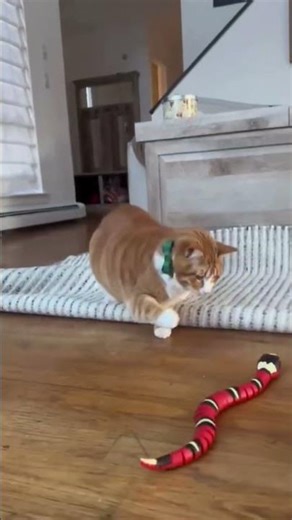 Smart & Funny Cats Compilation 😂🐱 | #shorts #viralvideo