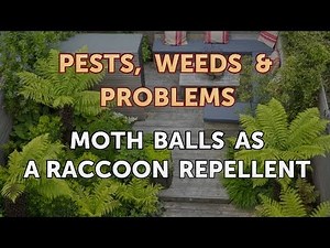 Moth Balls As a Raccoon Repellent