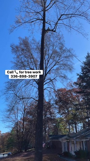 Ash tree removal #treeremoval #TreeService | NK Lawn And Tree Service LLC | Facebook