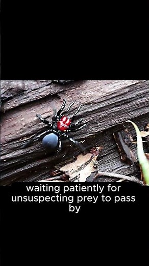 The Secret Life of Red headed Mouse Spider #insects #spiderman #nature #shorts #venomouscreatures