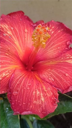 #flowers #nature #plants #garden #thottam #home