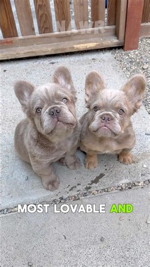 Why Everyone Loves French Bulldogs . #frenchbulldog #animalfacts