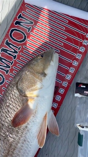 Healthy redfish on the flats #catchandrelease #florida #fishing #bullbayrods #redfish
