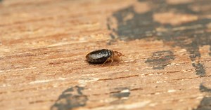 6 Tips For How to Find Bed Bugs During the Day