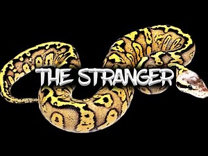 The Potential of the 'Stranger' Ball Python!