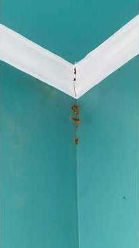 Damaged Drywall? Or Is It Termites?