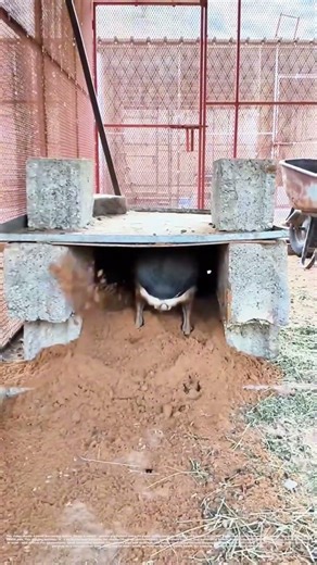 Digging Deep: How a Small Rodent Masters Burrow Craftsmanship