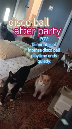 disco ball after party #catfamily #catlife #catshorts #catworld #catplay #foals #catvideos #catlover