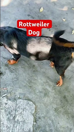 The Rottweiler is a breed of domestic mastiff type dog, in Germany