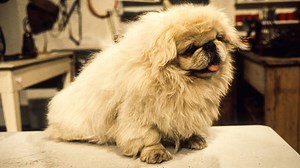 All Creatures Great and Small - Series 1: 1. Horse Sense