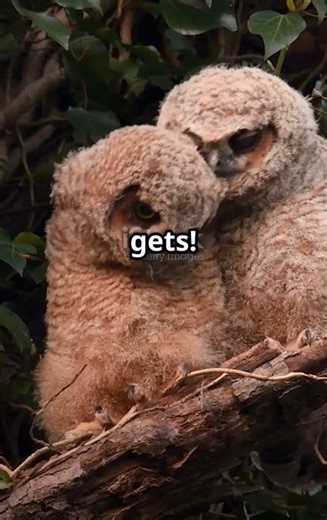 Owl vs Hawk – The Sky’s Deadliest Clash😳#battle#sky#wildlife#viral#facts#trend#youtubeshorts#owl