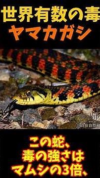 [Slow explanation] Japanese Yamakagashi snake, one of the most poisonous in the world