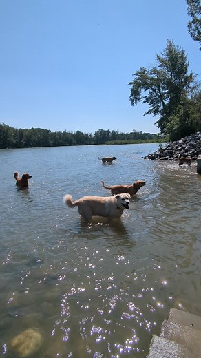 🐕 Kim's K9 Adventures 🐕 August 4 Mildrid, Mabel, Winnie, Lucky & Kiri 🐾 Pupdate! 🐾 We had a great time down by the river today! The whole crew was full of energy, splashing through the water, chasing each other along the shore, and soaking up the sunshine. It was a fun, refreshing outing with lots of wagging tails and happy faces. Exploring the outdoors, one paw at a time! #KimsK9Adventures #YYCDogs #CalgaryDogWalking #DogWalkerYYC #HappyDogs #TailWaggingFun #YYCPetCare #ExploreCalgary #Acti