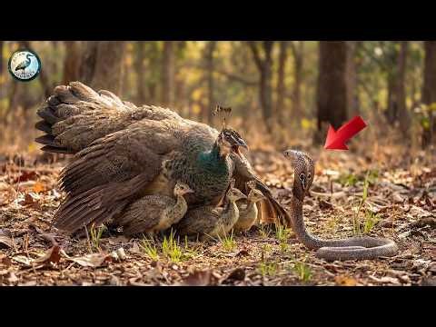 Indian Peafowl: 190 Days From Egg to Survivor | Wildlife #5