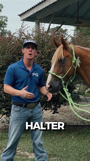 Training Your Horse to Go Bitless with Confidence
