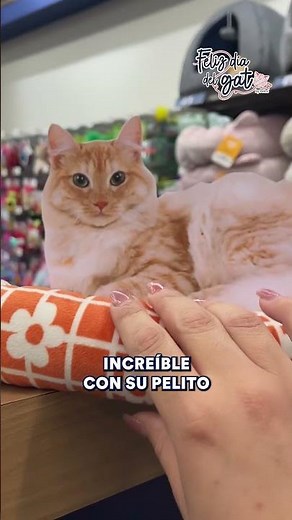 Encuentra la mejor cama para tu gatito en Petco 🐈🛏️