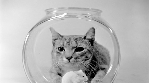 These scientists are building a cat database to understand why they act like that