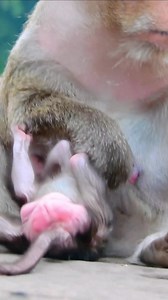 Baby Tia must obey Queen Monkey Tara's severe family rules and be warned to do so. #Mahachhit | Moha Chhit