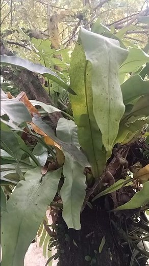 🌿 Wild Beauty of the Bird's Nest Fern! 🐦