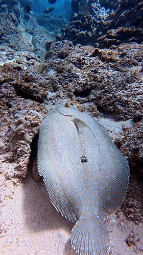 flounder are called pāki’i and are best known for the common peacock flounder (Bothus mancus), which is a master of camouflage with both eyes on one side of its head.🩵 #diving #ocean #underwaterphotography #hawaii #viral #octopus #freediving #vacation #nature #beach #viralvideo #viralreel | Hawaii Aquaman