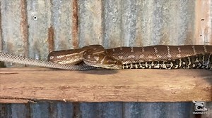 4.6K views · 138 reactions | Sloughing is when a snake removes it outer layer of skin. It starts at their mouth and the snake is often seen yawning before they catch it on something to start the process. This Centralian Python is at our Education Centre and keeper Karen captured part of the process. Watch closely to see the skin slowly being removed from the tail. Video: Keeper Karen James | Taronga Western Plains Zoo | Facebook