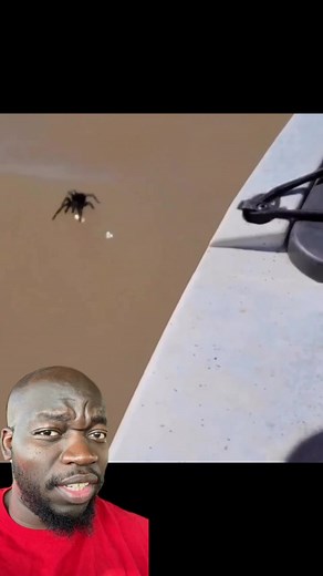 This tarantula is relentless 🤣 #comedyvideo #trantula #nature