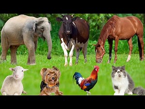 Cute Farm Animal Moments: Chicken, Pig, Cat, Rabbit, Dog, Turtle, Cow, Duck, Goat – Animal Video