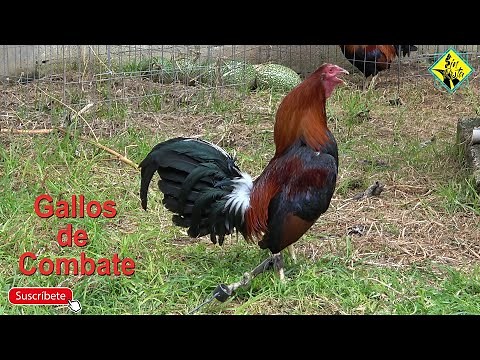 Breeding Fighting roosters are characterized by having extremely aggressive behavior