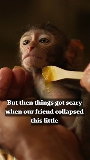 Not by Blood, But by Heart ❤️ Emotional Man and Monkey Story#shorts #monkey #usashorts